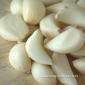 Fresh Garlic Cloves Peeled For Sale